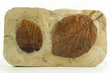 Wide Plate with Two Fossil Leaves (Beringiaphyllum) - Montana #327176-1